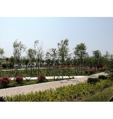 沂河河道景观绿化提升工程(右岸广州路 至长春路)施工(绿道项目)